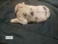 Female 3, a female Australian Shepherd and German Shepherd Dog for sale in Abilene, TX – Photo 3 of 3