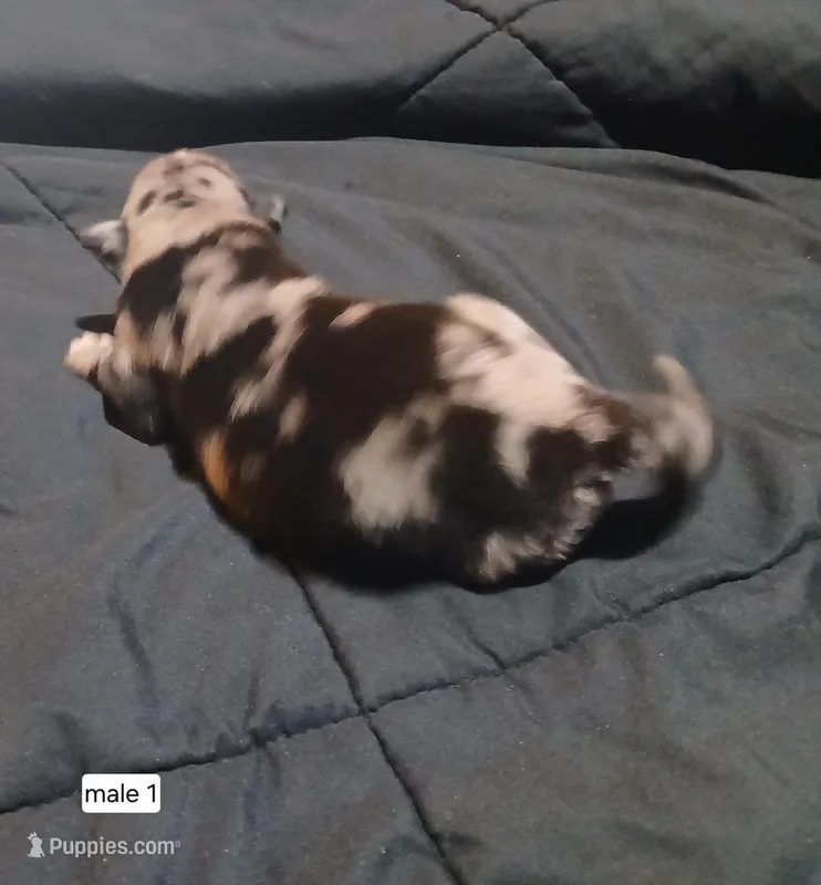 Male 1 – Australian Shepherd, German Shepherd Dog puppy for sale in Abilene, TX