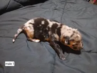 Male 1, a male Australian Shepherd and German Shepherd Dog for sale in Abilene, TX – Photo 2 of 2