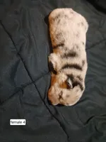 Female 4, a female Australian Shepherd and German Shepherd Dog for sale in Abilene, TX – Photo 2 of 3