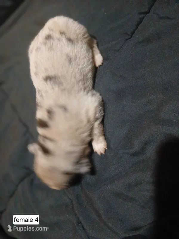 Female 4 – Australian Shepherd, German Shepherd Dog puppy for sale in Abilene, TX