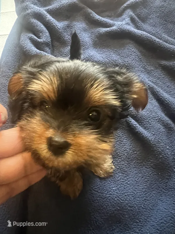 No name – Yorkshire Terrier puppy for sale in Los Angeles, CA