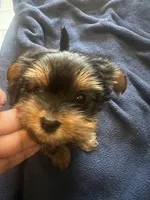 No name, a female Yorkshire Terrier for sale in Los Angeles, CA – 1 of 5