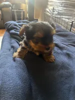 No name, a female Yorkshire Terrier for sale in Los Angeles, CA – 4 of 5