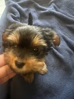 No name, a female Yorkshire Terrier for sale in Los Angeles, CA – 2 of 5