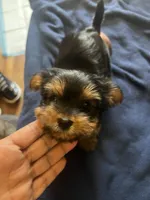 No name, a female Yorkshire Terrier for sale in Los Angeles, CA – 3 of 5
