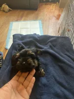 No name yet, a male Yorkshire Terrier for sale in Los Angeles, CA – 3 of 5