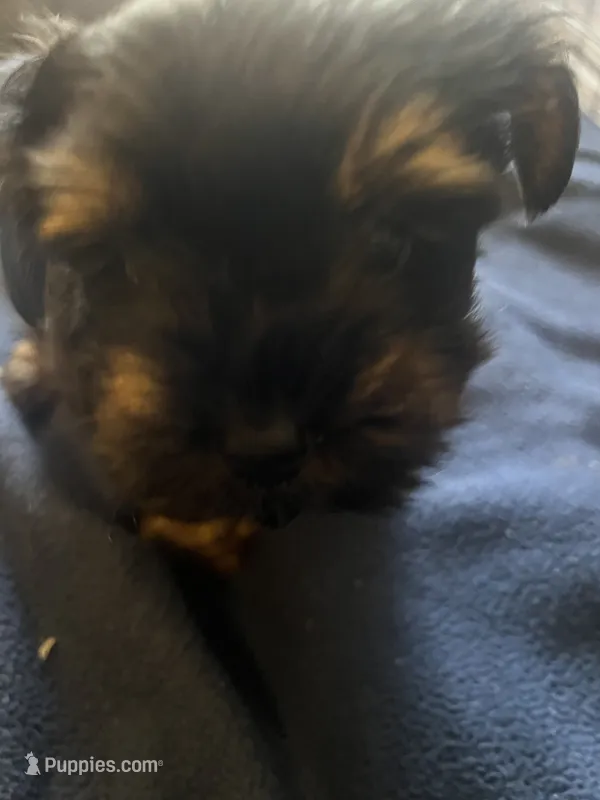 No name yet – Yorkshire Terrier puppy for sale in Los Angeles, CA