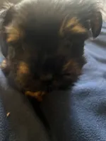 No name yet, a male Yorkshire Terrier for sale in Los Angeles, CA – 1 of 5