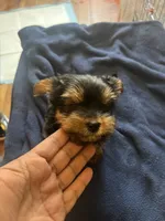 No name, a female Yorkshire Terrier for sale in Los Angeles, CA – 5 of 5