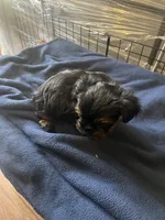 No name yet, a male Yorkshire Terrier for sale in Los Angeles, CA – 4 of 5