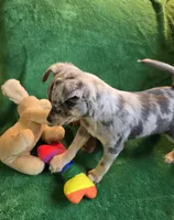 Blue, a male Chihuahua for sale in Wasilla, AK – 6 of 6
