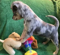 Blue, a male Chihuahua for sale in Wasilla, AK – 5 of 6