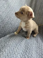 Lavender, a male Chihuahua for sale in Wasilla, AK – 3 of 8