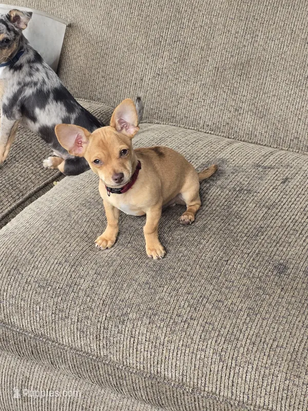 Tucker – Chihuahua puppy for sale in Wasilla, AK