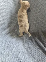 Lavender, a male Chihuahua for sale in Wasilla, AK – 8 of 8
