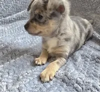 Blue, a male Chihuahua for sale in Wasilla, AK – 3 of 4