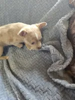 Lavender, a male Chihuahua for sale in Wasilla, AK – 5 of 8