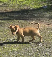Tucker, a male Chihuahua for sale in Wasilla, AK – 2 of 3