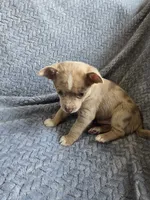 Lavender, a male Chihuahua for sale in Wasilla, AK – 7 of 8