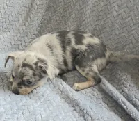 Blue, a male Chihuahua for sale in Wasilla, AK – 2 of 4