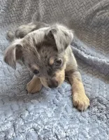 Blue, a male Chihuahua for sale in Wasilla, AK – 1 of 4