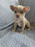 Lavender, a male Chihuahua for sale in Wasilla, AK – 4 of 8