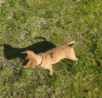 Tucker, a male Chihuahua for sale in Wasilla, AK – 3 of 3