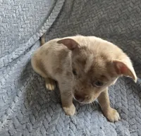 Lavender, a male Chihuahua for sale in Wasilla, AK – 6 of 8