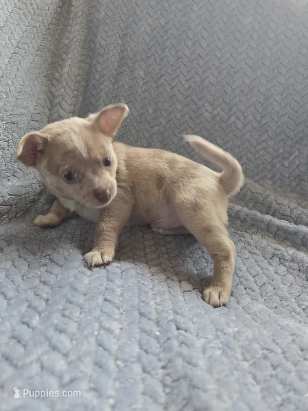 Lavender – Chihuahua puppy for sale in Wasilla, AK