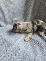 Blue, a male Chihuahua for sale in Wasilla, AK – 4 of 4