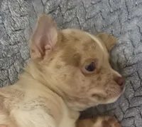 Lavender, a male Chihuahua for sale in Wasilla, AK – 2 of 8