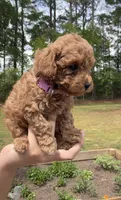 Pumpkin, a female Poodle - Toy  for sale in Austell, GA – Photo 3 of 3