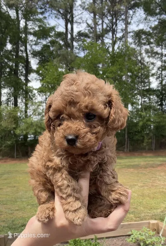 Pumpkin – Poodle - Toy  puppy for sale in Austell, GA