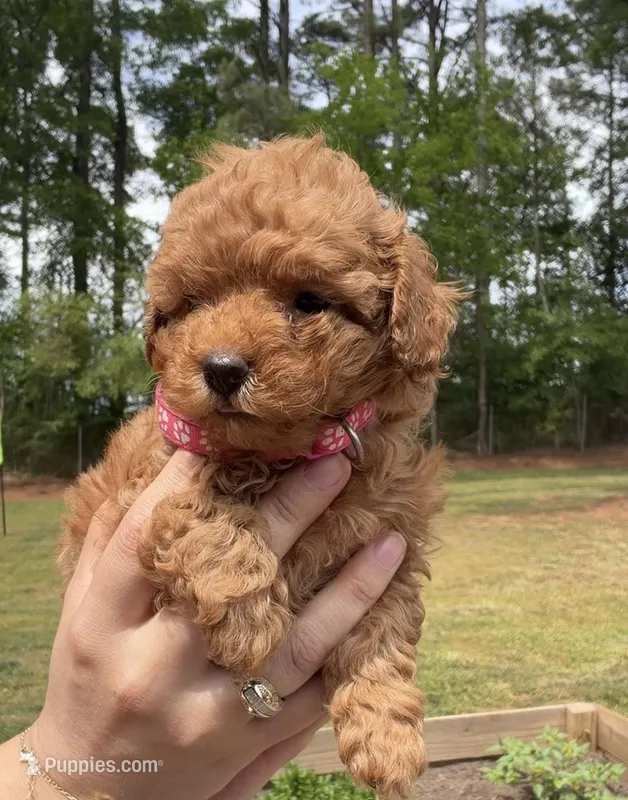 Berry – Poodle - Toy  puppy for sale in Austell, GA
