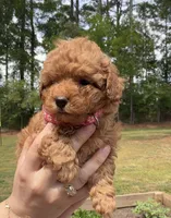 Berry, a female Poodle - Toy  for sale in Austell, GA – Photo 1 of 2