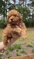 Berry, a female Poodle - Toy  for sale in Austell, GA – Photo 2 of 2
