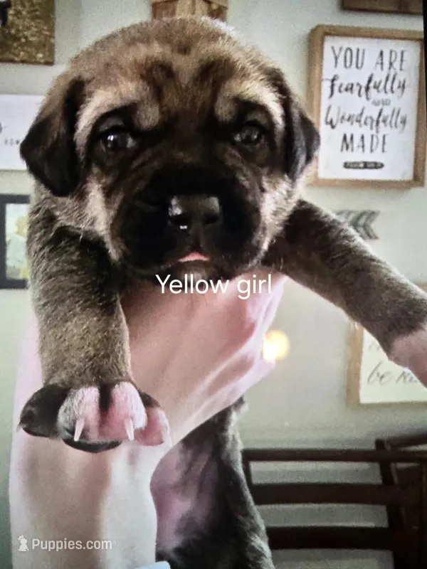 Yellow girl