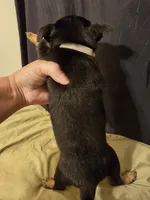 Gray Boy , a male Chihuahua for sale in Vincennes, IN – Photo 2 of 2