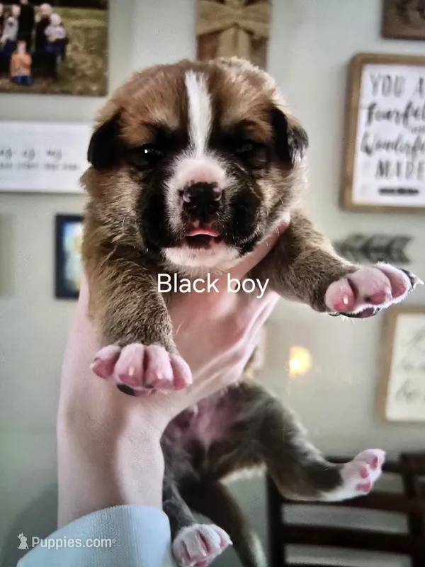 Black boy