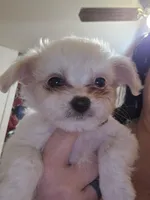Red Girl Shihtzu Mix , a female Shih Tzu for sale in Vincennes, IN – Photo 1 of 2