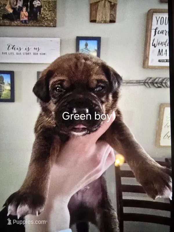 Green boy