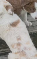 AKC Freckles, a male Border Collie for sale in Stanton, KY – 6 of 10