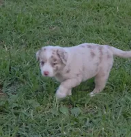 AKC Frackles, a male Border Collie for sale in Stanton, KY – 5 of 6