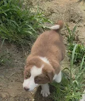 AKC Annie, a female Border Collie for sale in Stanton, KY – 4 of 6