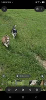 AKC Annie, a female Border Collie for sale in Stanton, KY – 6 of 6