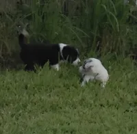 AKC Oreo, a male Border Collie for sale in Stanton, KY – 4 of 4