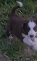 AKC Red, a male Border Collie for sale in Stanton, KY – 6 of 6