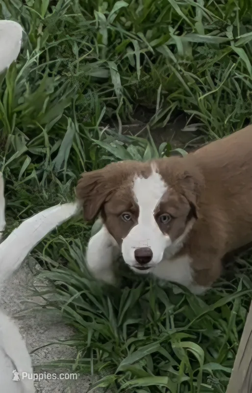 AKC Annie – Border Collie puppy for sale in Stanton, KY
