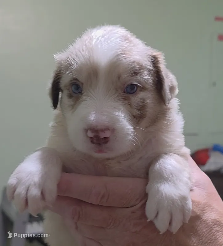 Frackles – Border Collie puppy for sale in Stanton, KY